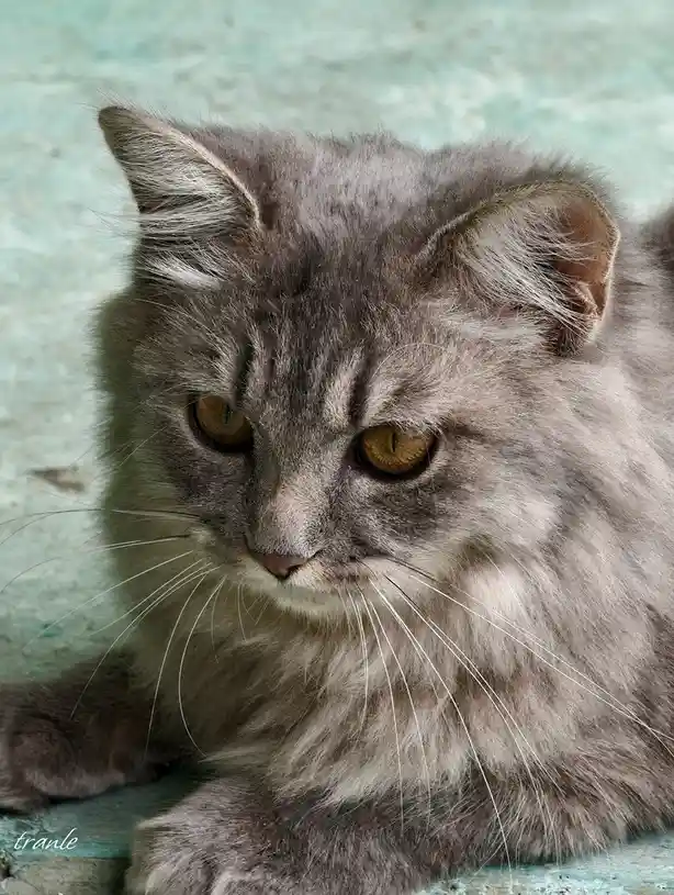 A close-up photo of a fluffy gray cat with amber eyes and white whiskers, looking slightly downward with a bored or…