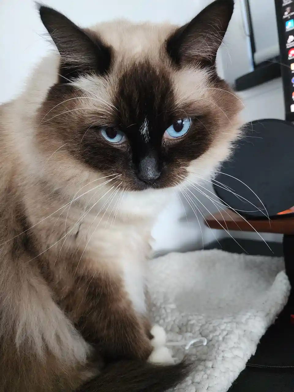 A close-up photo of a fluffy, light-brown and dark-brown cat with striking blue eyes and a white muzzle, looking directly at…