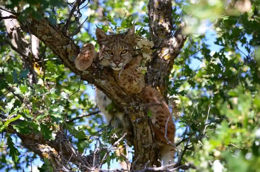 A wild lynx is perched in a leafy tree, looking directly at the camera with a serious expression, one paw resting on a…