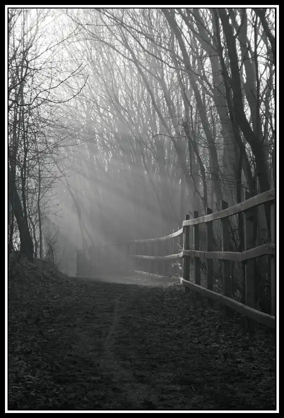 A Misty Walk on Christmas Day 2005: A Winter Wonderland Memory