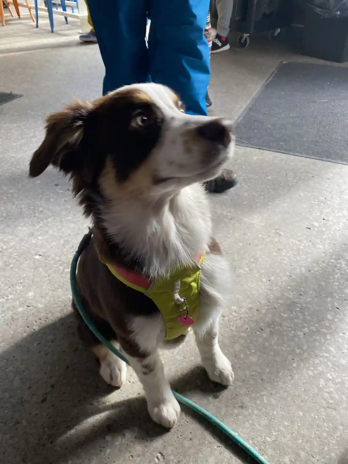 A brown and white dog wearing a lime green harness with a pink tag that reads 'coco' sits on a concrete floor, looking up…