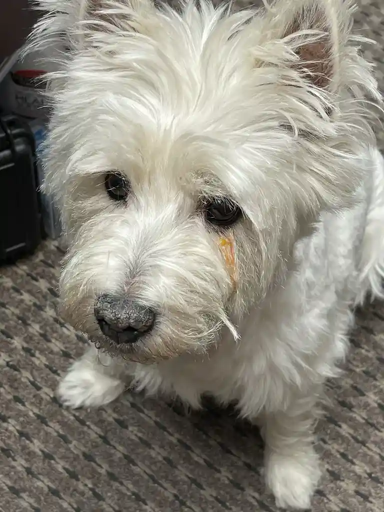 A close-up photo of a fluffy white dog with a streak of orange substance running down its right cheek, looking directly at…