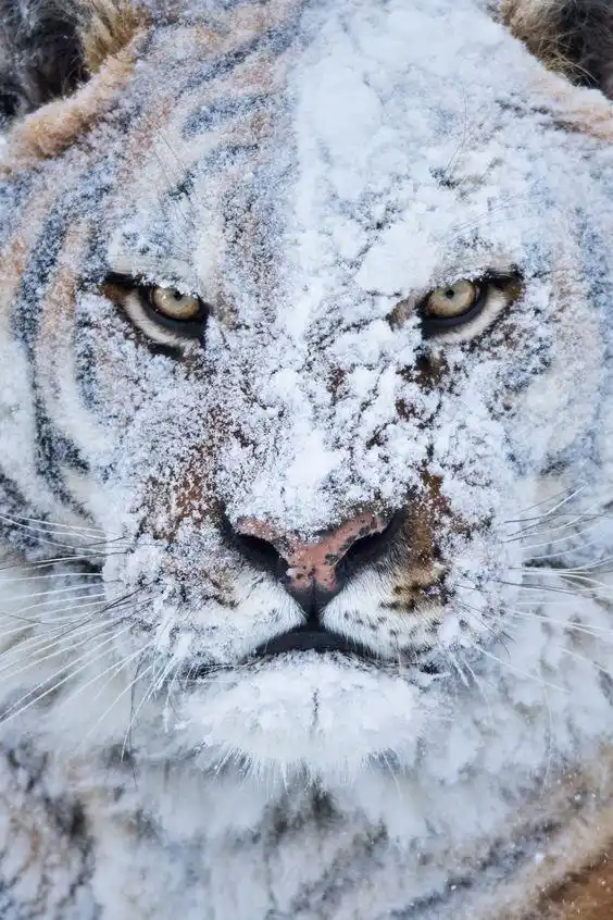 A close-up photo of a snow-covered tiger's face, with snowflakes on its fur, whiskers, and nose, and its eyes looking…