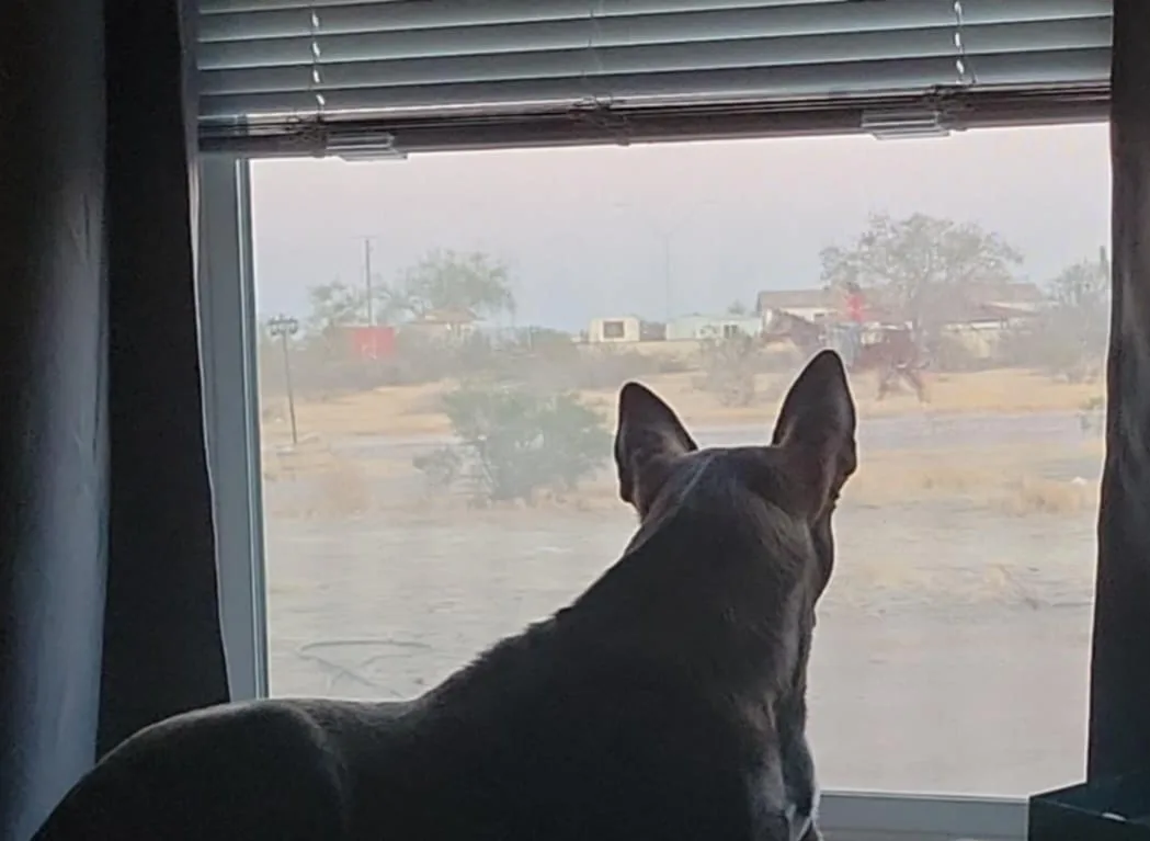 A dark-colored dog is seen from behind, sitting indoors and looking out a window at a hazy, dusty outdoor scene with sparse…