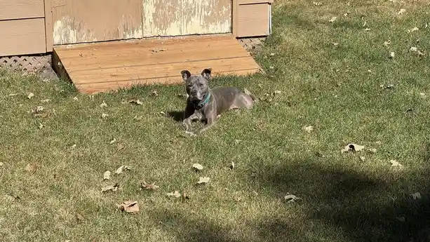A gray pit bull-type dog lies relaxed on green grass scattered with dry leaves, in front of a weathered wooden shed with a…