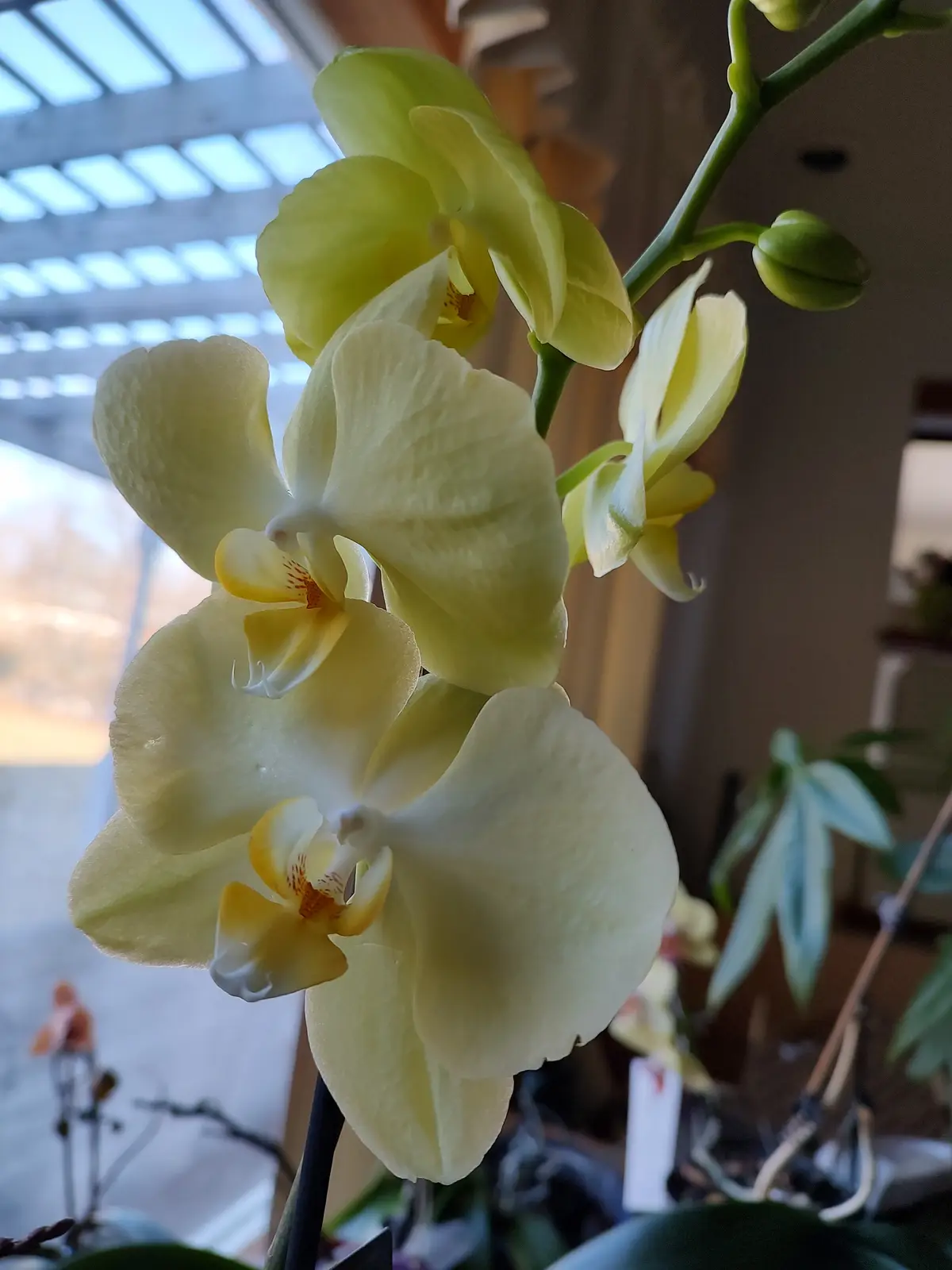 A close-up photograph shows a cluster of pale yellow orchid flowers with green stems and unopened buds, set against a…