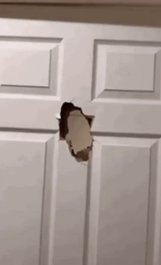 A sequence of three images shows a red, furry Elmo-like plush toy peeking through a hole in a white door. The first image…