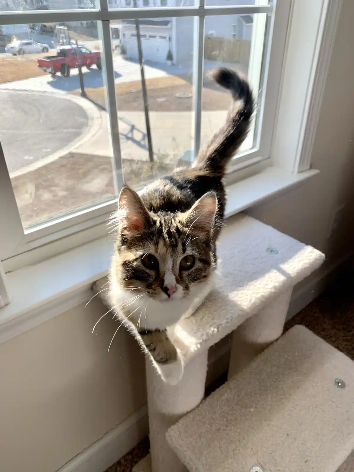 Witness Mochi's transformation into the adorable Princess Fluffpants