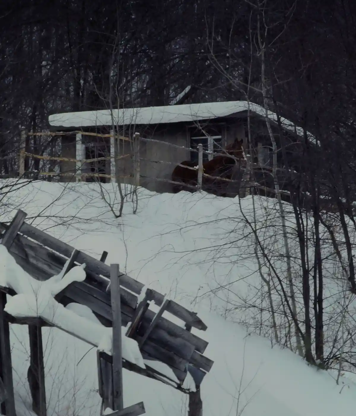 A brown horse stands in a snow-covered wooden stable or barn, partially obscured by bare winter trees and a broken wooden…