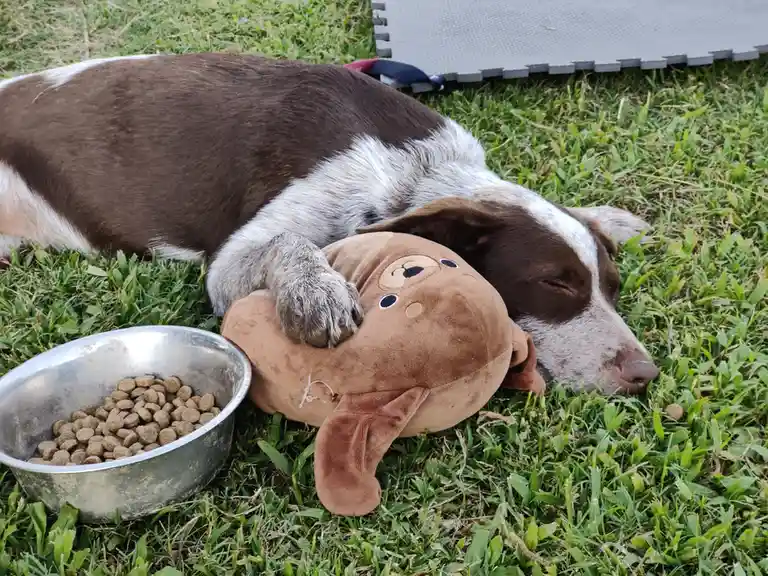 A brown and white dog is sleeping peacefully on green grass, its head resting on a brown plush dog toy, with one paw draped…