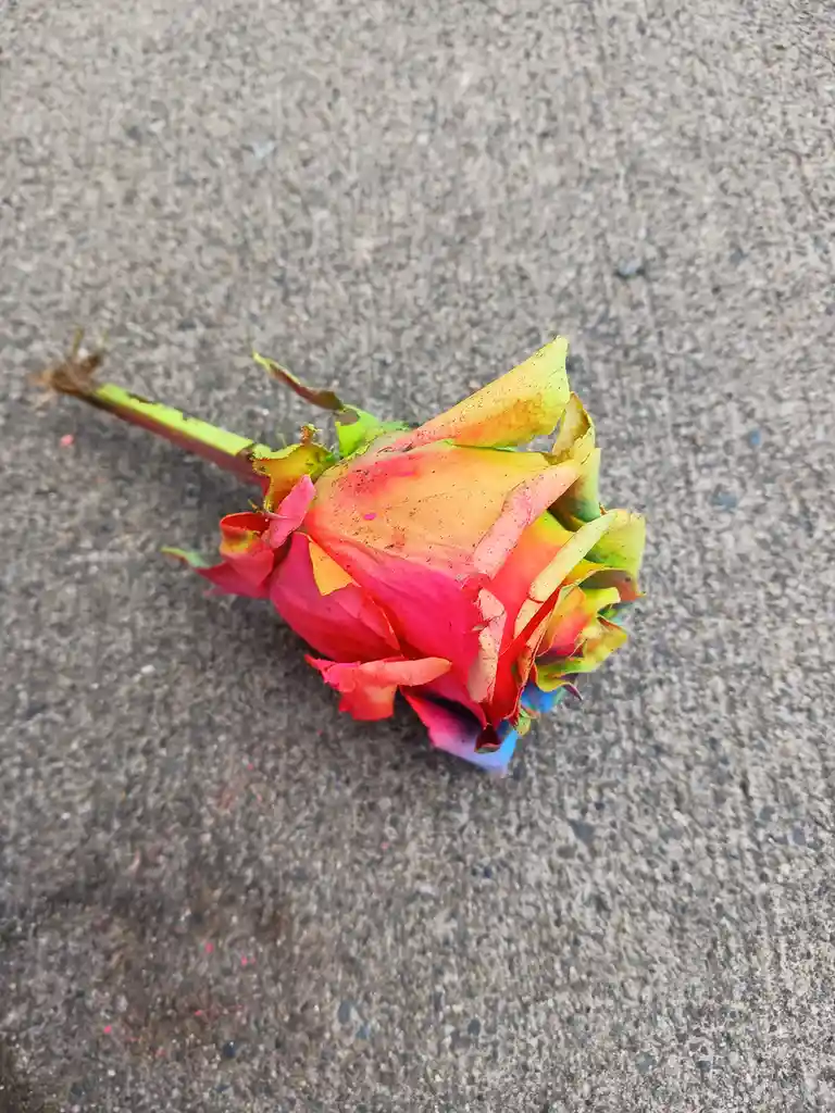 A single, wilted rose with rainbow-colored petals lies on a gray concrete surface, its stem pointing left. The overlaid text…