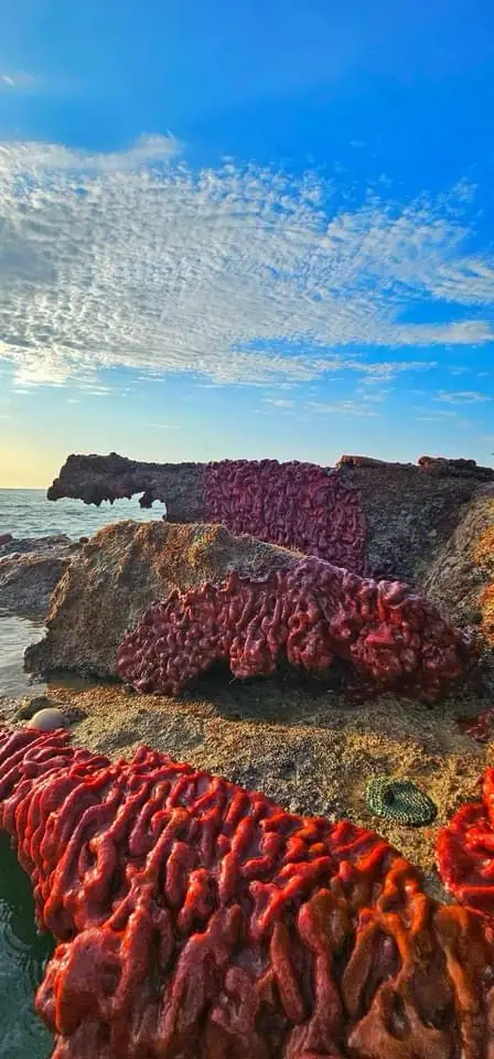 A scenic coastal photo shows large, textured, bright red-orange marine growths covering rocks near the water's edge under a…