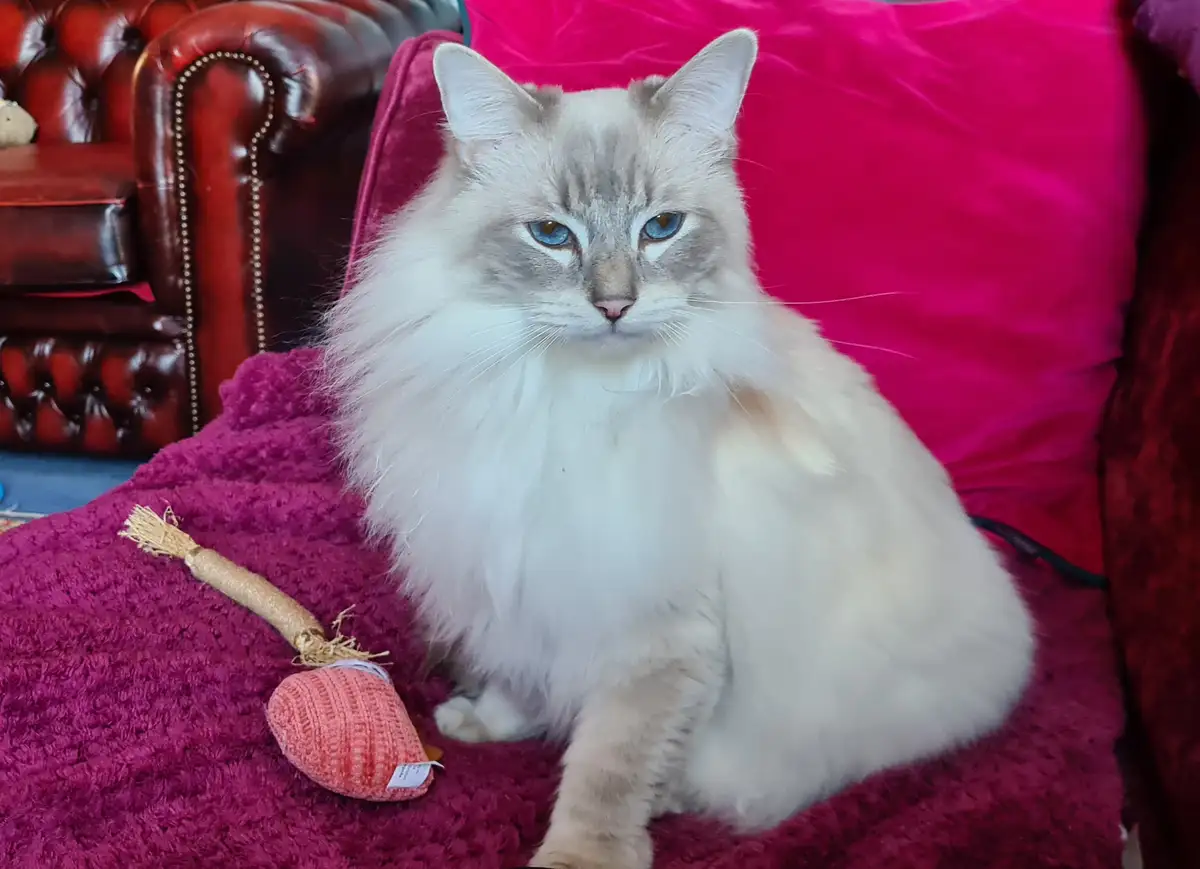 Are We Done with Selfies and Acorns? Let Me Introduce You to Pudding Cat!