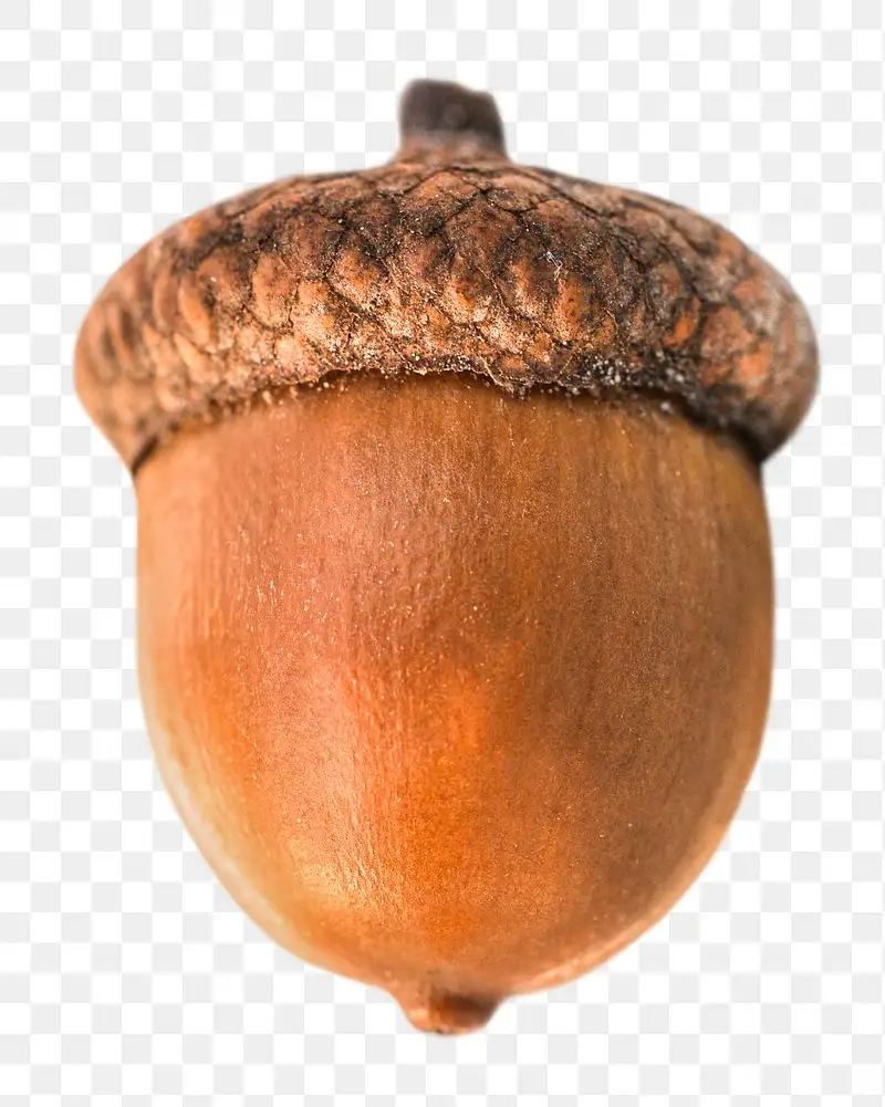 A close-up image of a single acorn with a textured, brown cap and smooth, rounded body, set against a transparent checkered…