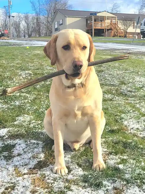 A yellow Labrador Retriever sits in a snowy grassy yard holding a long stick in its mouth, looking directly at the camera…
