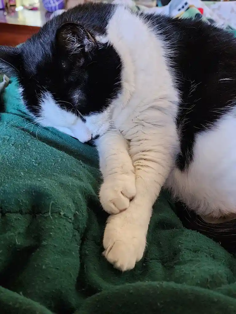 Beylix in a State of Sleepy Bliss