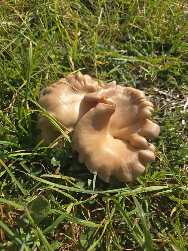 a close-up photo shows a light brown, fleshy mushroom growing in green grass, its wavy, scalloped edge and rounded lobes…