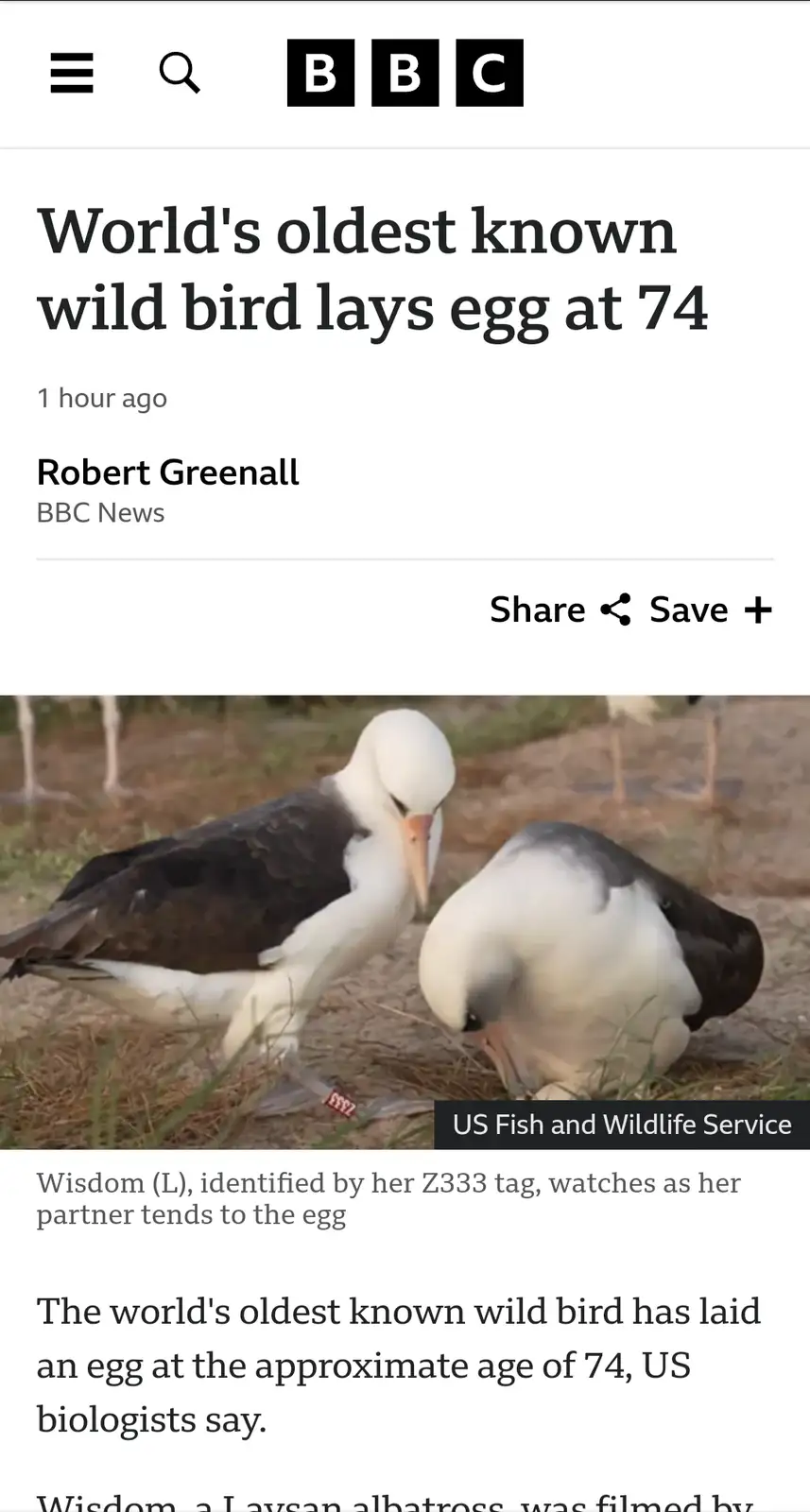 A screenshot of a BBC News article shows two Laysan albatrosses, one standing and one bending over an egg. The headline…