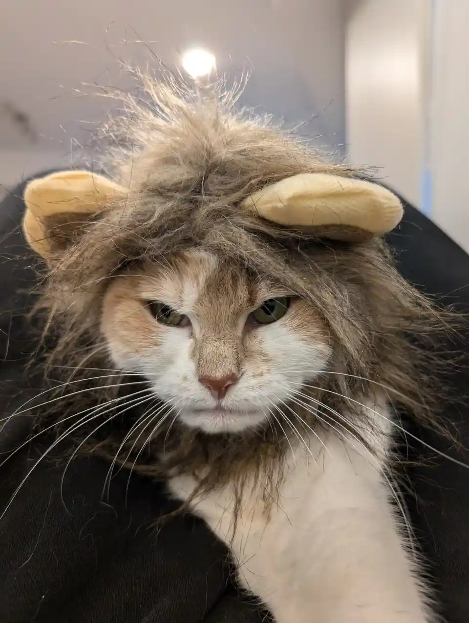 A close-up photo of a domestic cat with orange and white fur wearing a messy, shaggy lion costume with yellow ears, looking…
