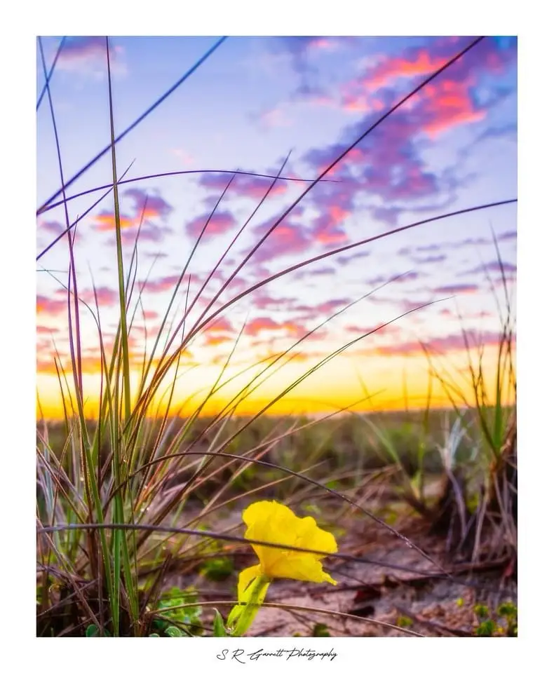 A close-up photograph shows a single yellow flower in sandy soil, framed by tall, thin blades of grass in the foreground…