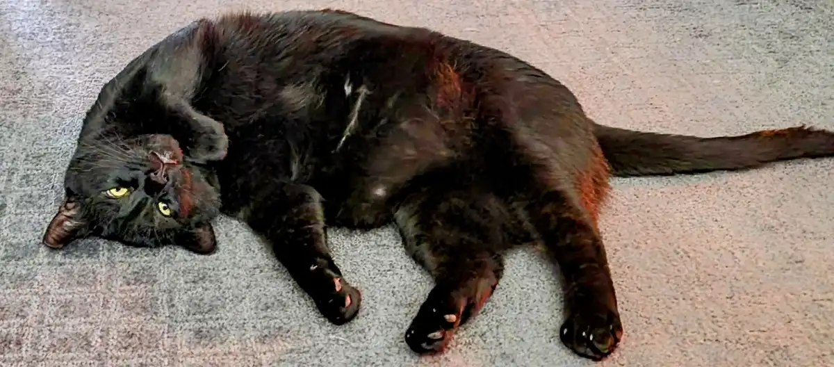 A black cat with yellow eyes is lying on its side on a light gray carpet, appearing relaxed with its paws outstretched. The…
