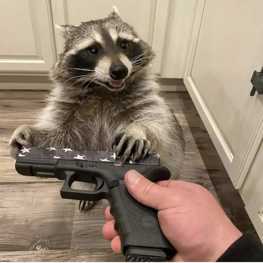 A raccoon sits upright on a wooden floor, looking directly at the camera with its mouth slightly open, while a human hand…