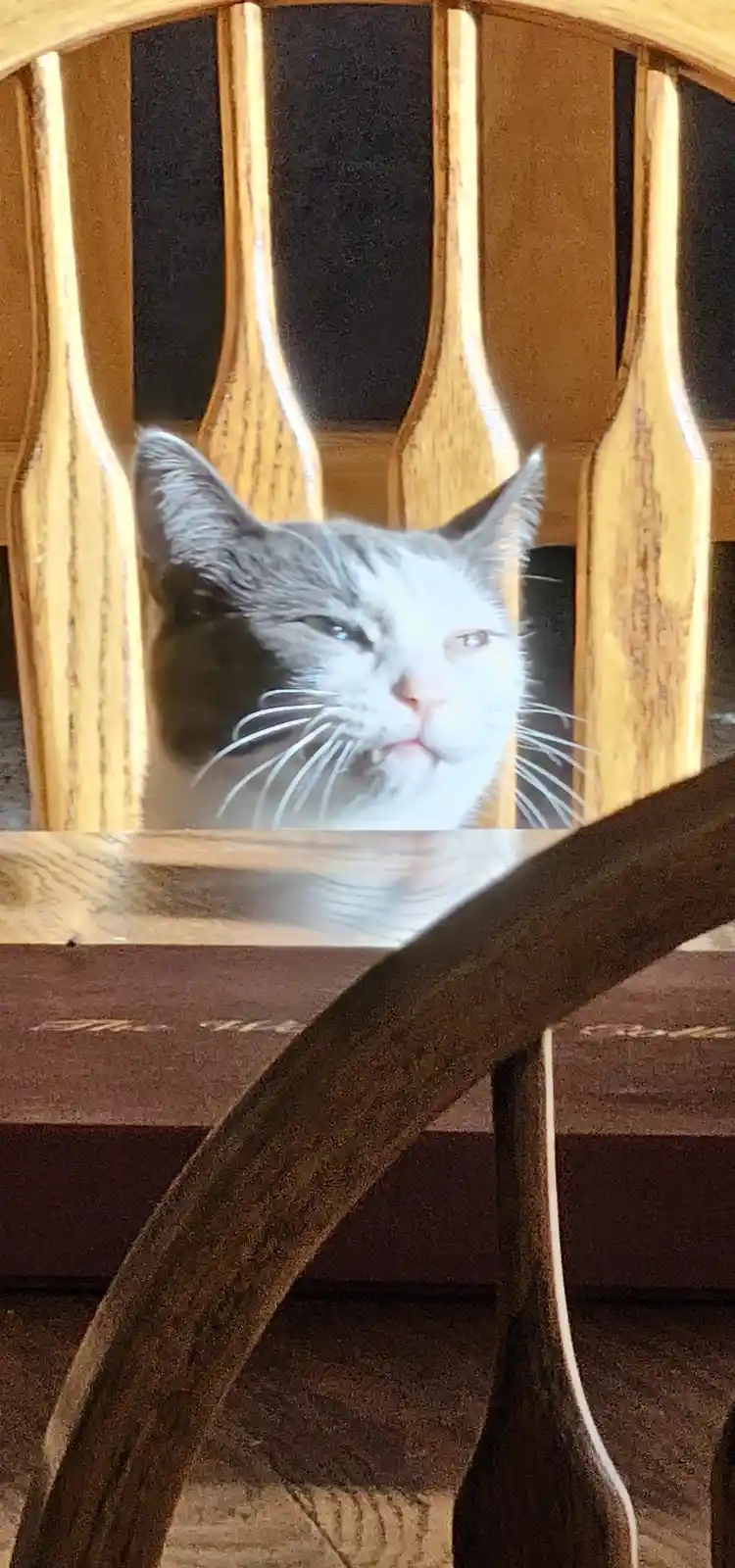 A gray and white cat with one eye squinted and a slightly downturned mouth sits behind the back of a wooden chair, looking…