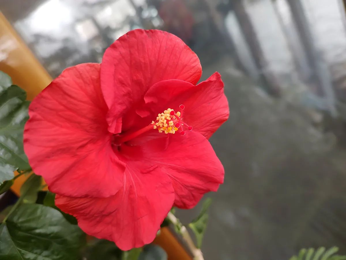 A close-up photograph shows a vibrant red hibiscus flower with prominent yellow stamens at its center, set against a blurred…