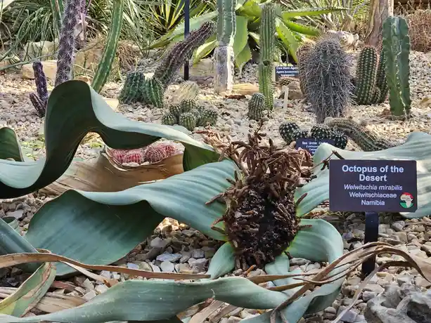 A close-up photo of a Welwitschia mirabilis plant, nicknamed the 'Octopus of the Desert,' with its two long, wavy, green…