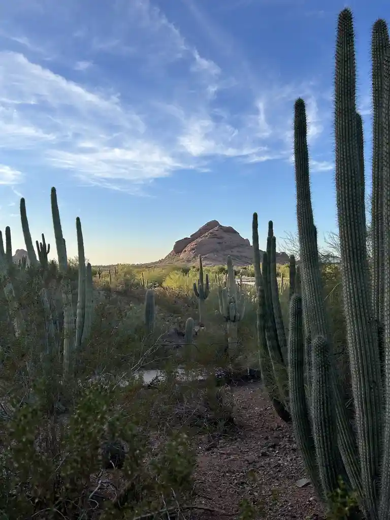 A scenic desert photo shows tall saguaro cacti lining a dirt path leading toward a distant rocky mountain under a blue sky…