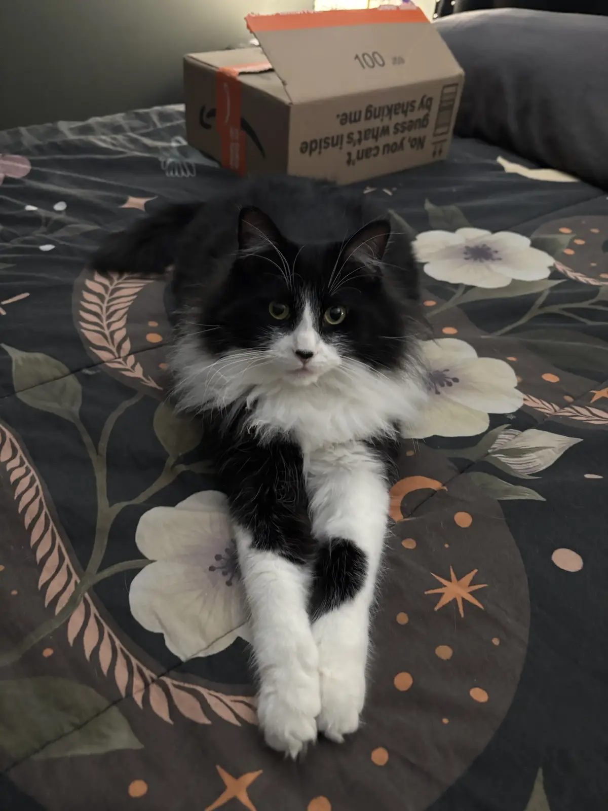 A black and white fluffy cat sits on a floral-patterned bedspread, looking directly at the camera with a serious expression…