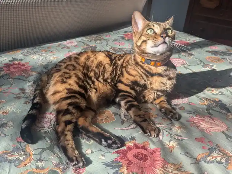 A brown tabby cat with green eyes and an orange collar lounges on a floral-patterned bedspread, looking upward with an…