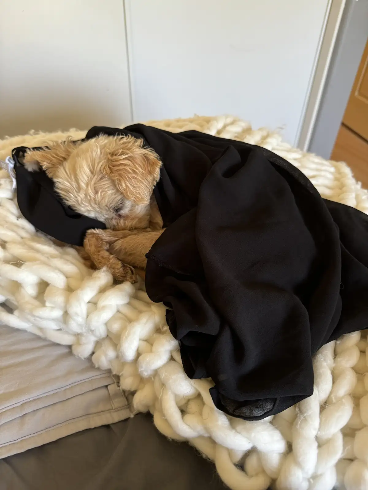 A small, light-brown, fluffy dog is curled up and sleeping soundly on a thick, white chunky knit blanket. The dog is…