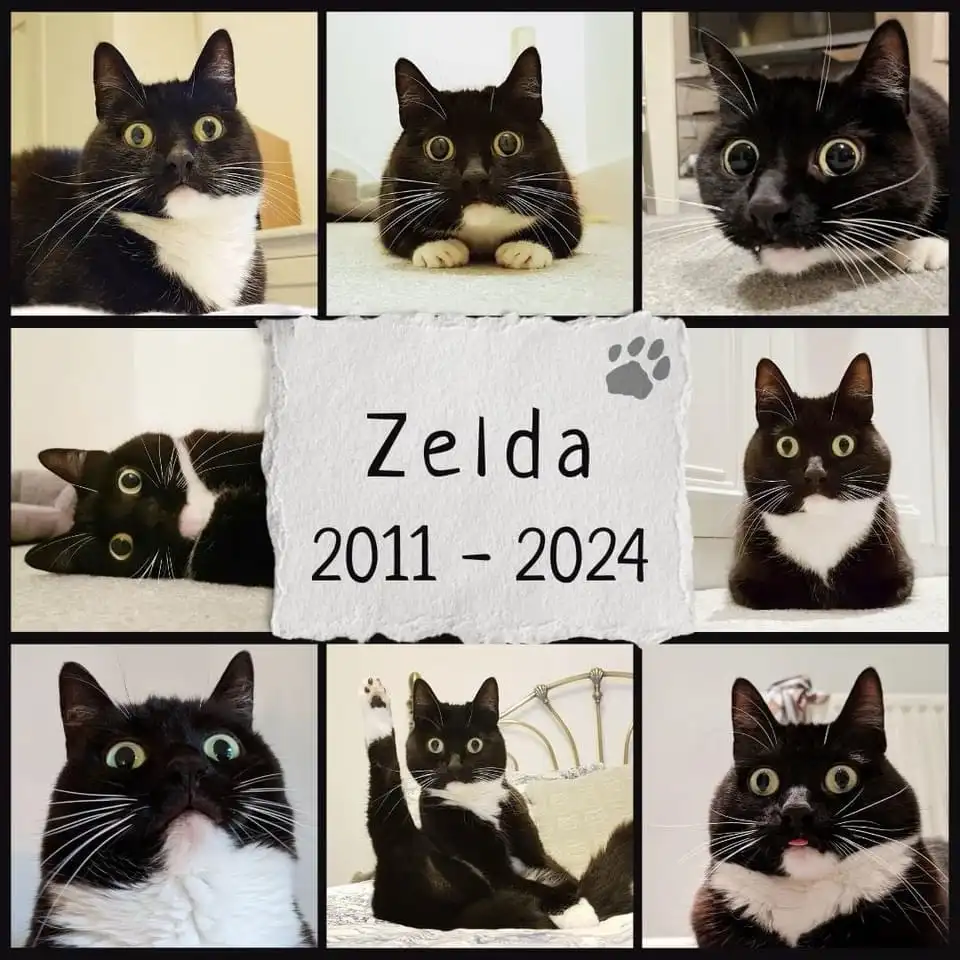 A collage of seven photos of a black-and-white cat named Zelda, showing her in various poses with wide, expressive eyes. The…