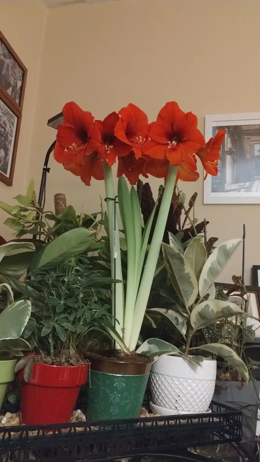 A vibrant indoor photo shows a potted amaryllis plant with multiple large, bright red flowers blooming atop thick green…