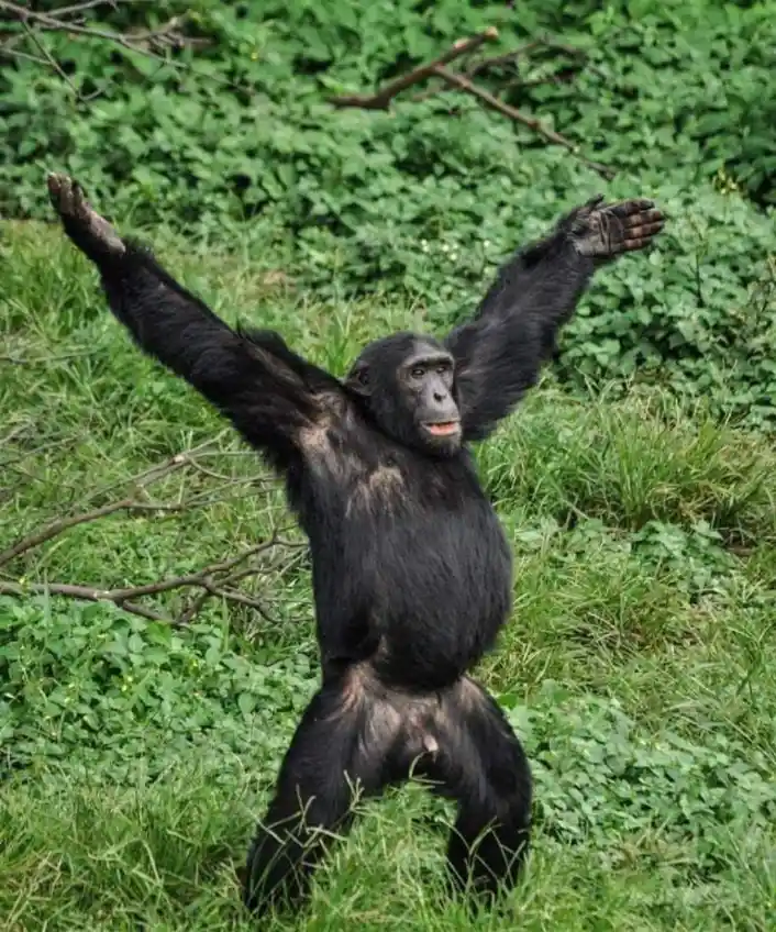 Guten Morgen: A Cheerful Morning Greeting