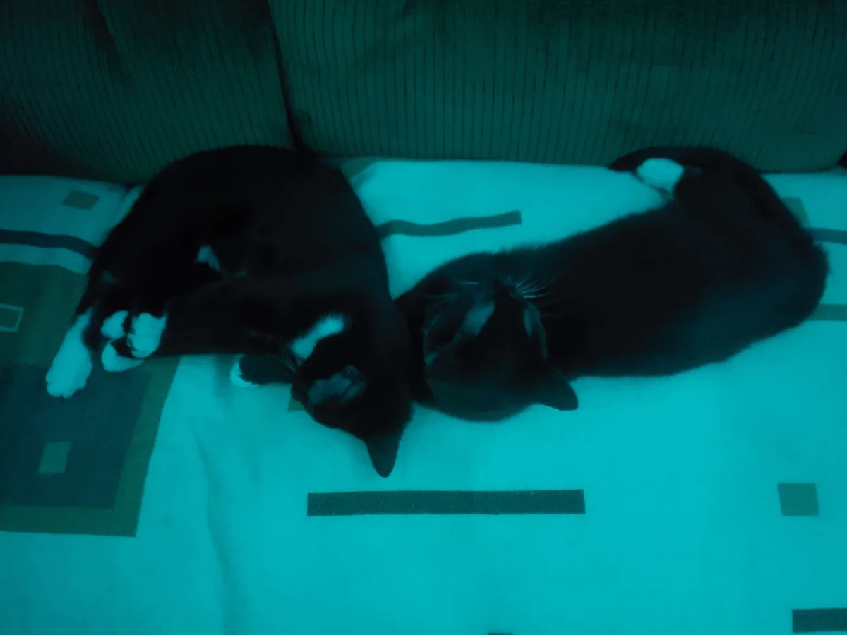 Two black-and-white cats are curled up sleeping side-by-side on a patterned couch cushion under a strong blue-green tinted…