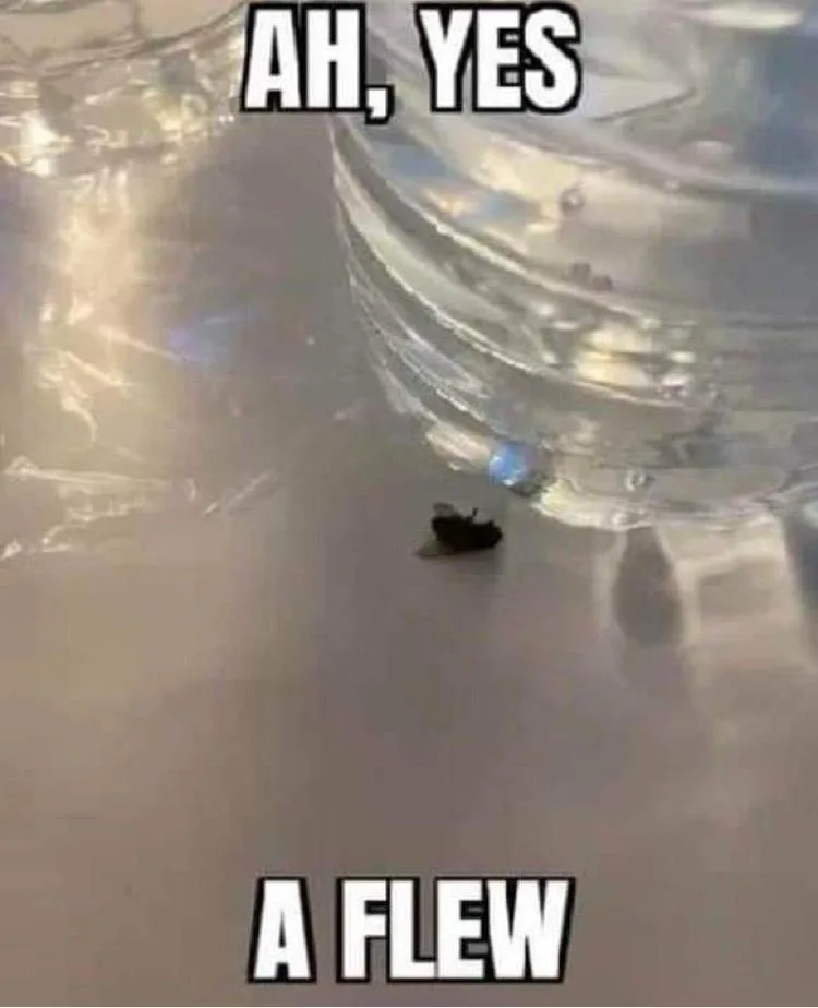 A close-up photo shows a small dark insect, likely a fly, lying motionless on a reflective surface near the base of a clear…