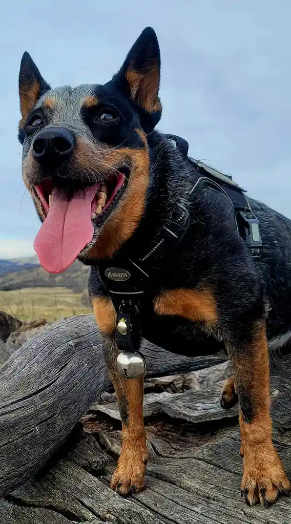 A happy-looking Australian Cattle Dog with black and tan fur, wearing a black harness with a silver bell, stands on a large…