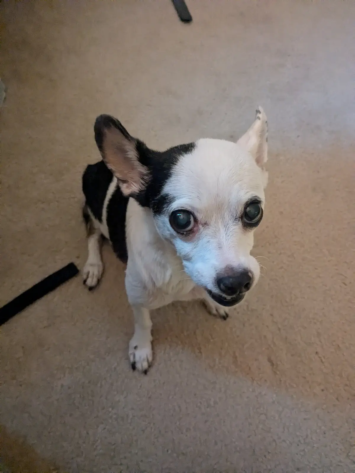 A small black and white dog with large, expressive eyes looks up at the camera with a pleading or sad expression from a…