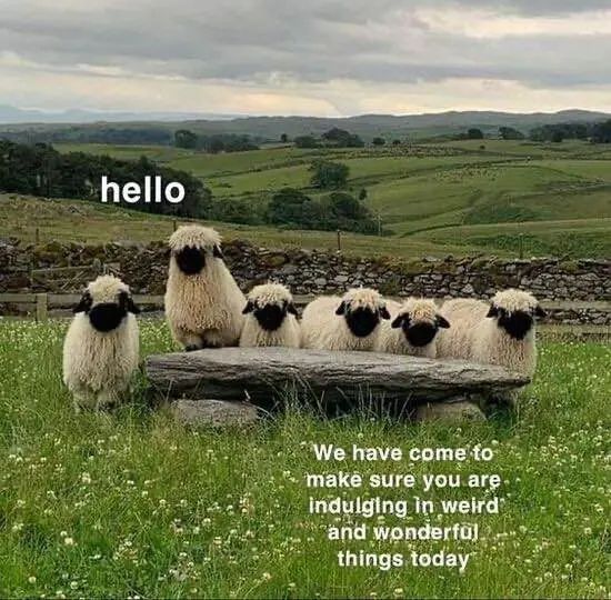 A group of fluffy sheep are gathered around a stone bench in a green, rolling countryside. One sheep stands alone to the…