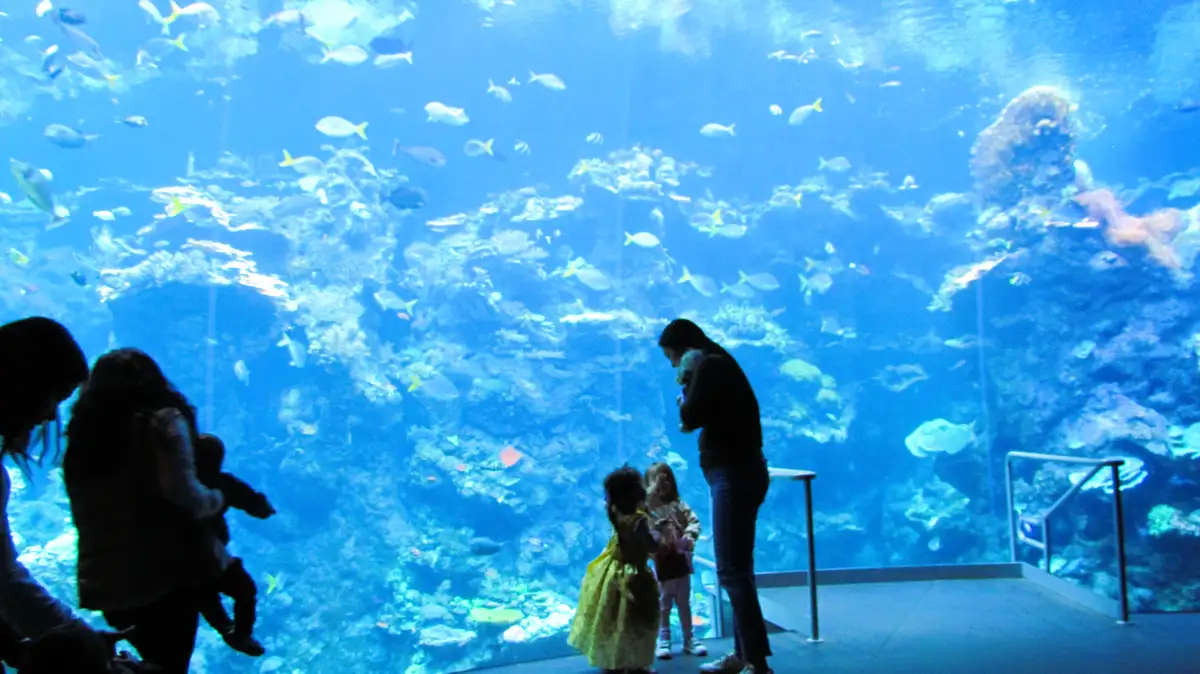 A family stands before a massive aquarium tank filled with colorful fish and coral, their silhouettes visible against the…