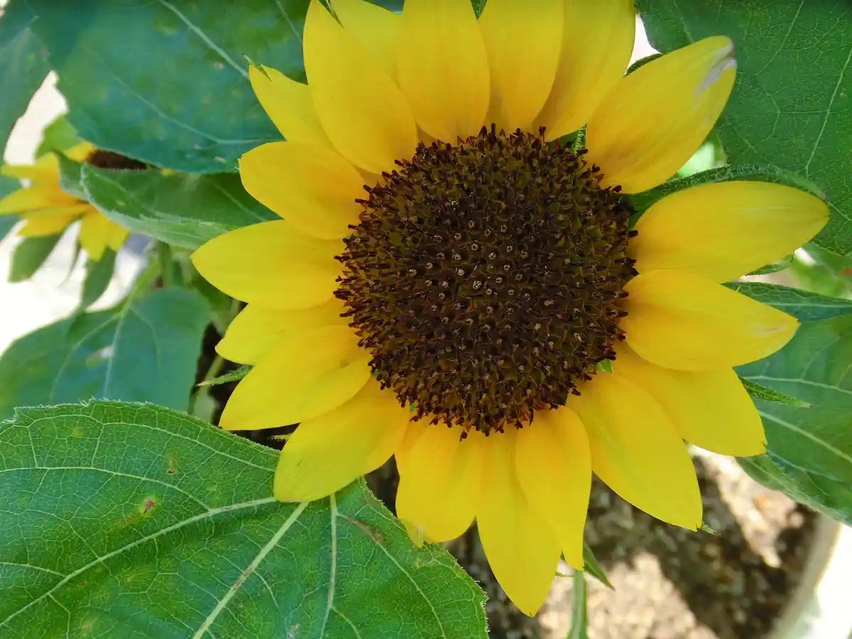 A close-up photograph of a bright yellow sunflower with a dark brown center, surrounded by large green leaves. The image has…