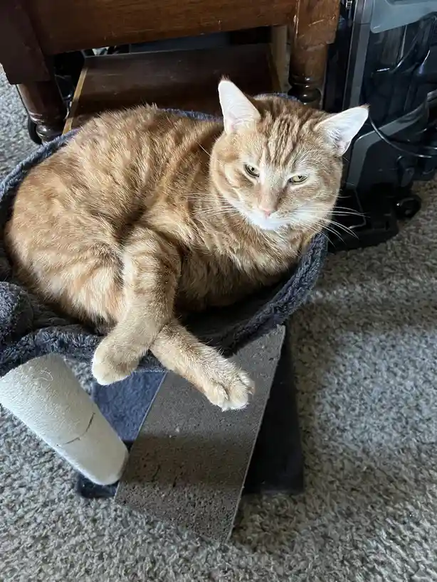Daily Dose of Cuteness: A Cat Picture to Brighten Your Day