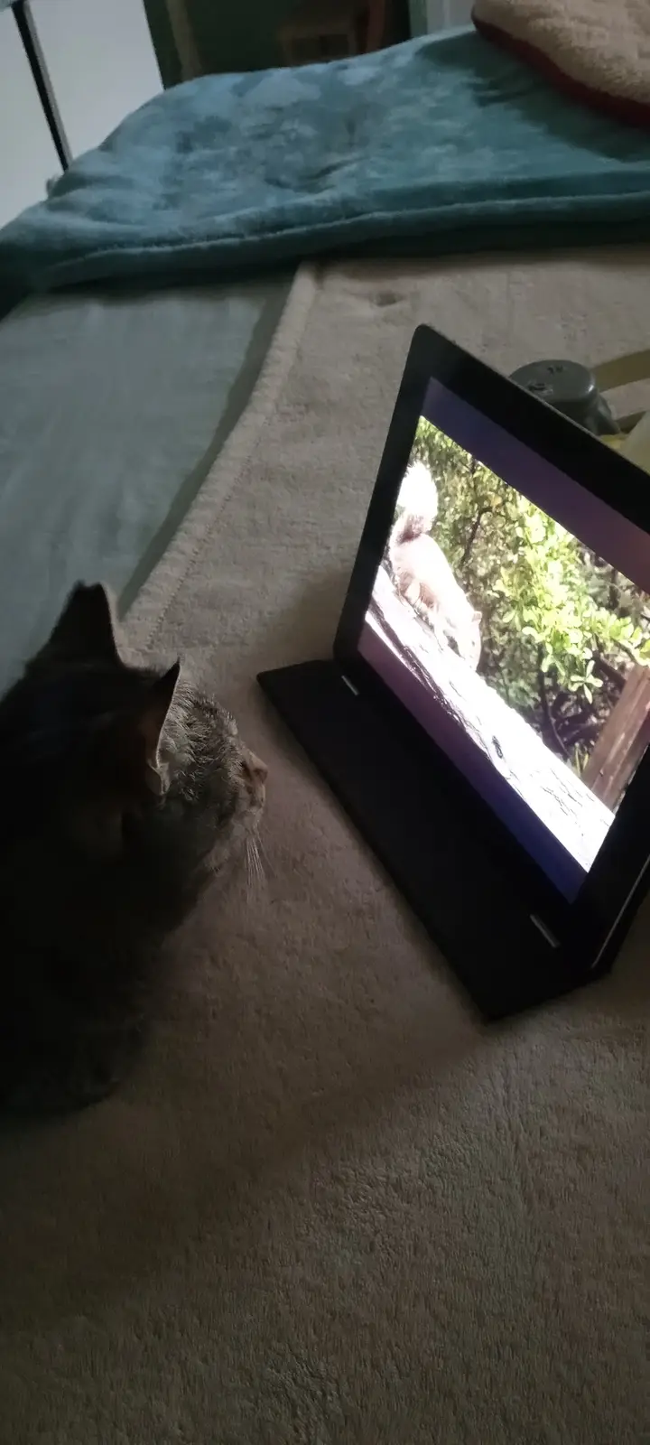 A gray tabby cat sits on a carpeted floor, intently watching a laptop screen that displays another cat outdoors. The laptop…