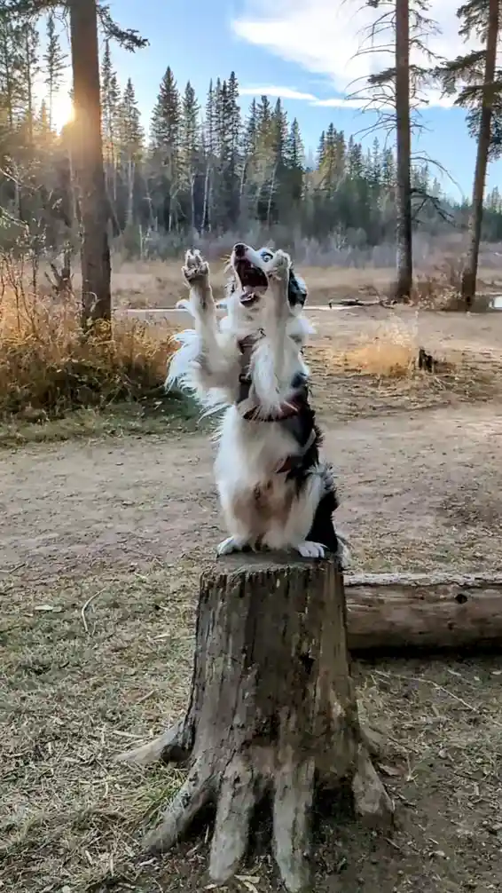 A black and white dog stands on its hind legs atop a tree stump in a forest, front paws raised and mouth open as if yelling…