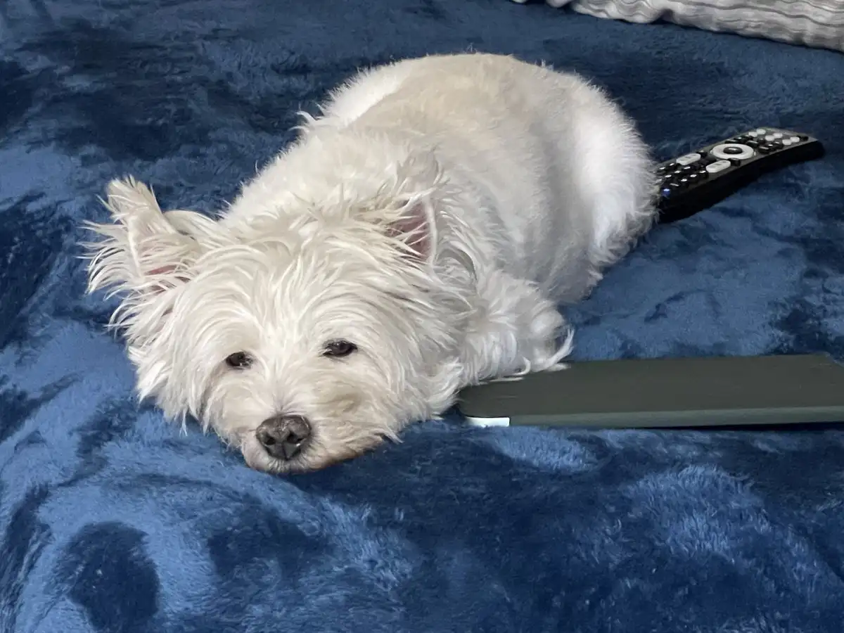 A small, fluffy white dog lies on a blue blanket, looking directly at the camera with a sleepy expression. A black TV remote…