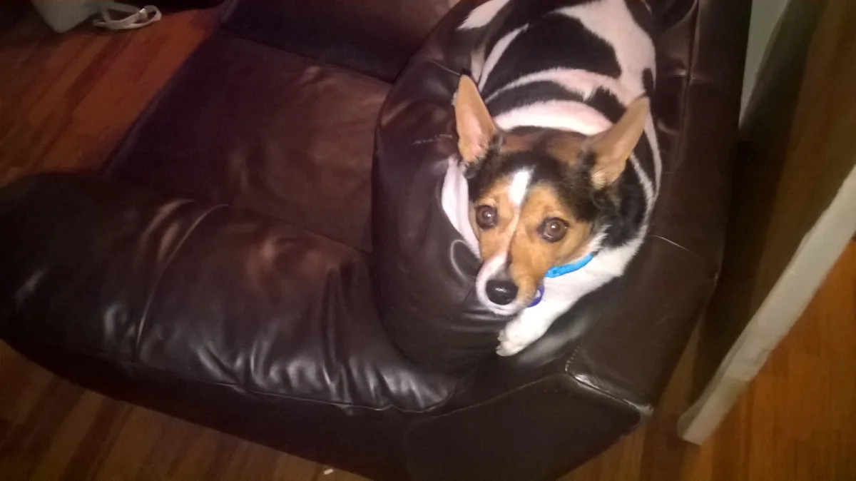 A corgi with black and white cow-print fur is lying on a dark brown leather couch, looking up with wide, pleading eyes. The…
