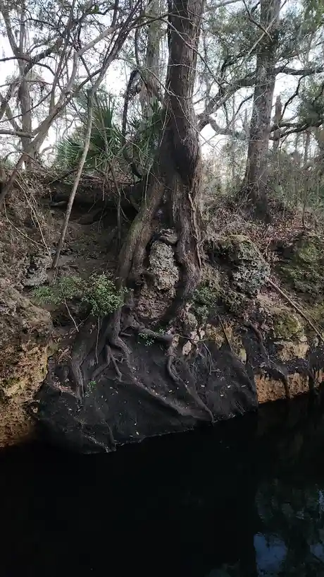 Mystery Tree: Can You Identify This Unique Specimen from Big Bend, Florida?