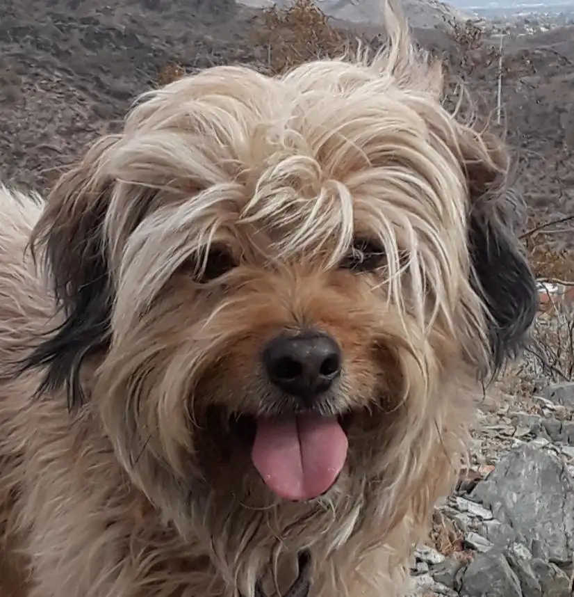 A close-up photo of a shaggy, light-brown dog with messy fur covering its eyes, tongue out, looking happy. The dog is…